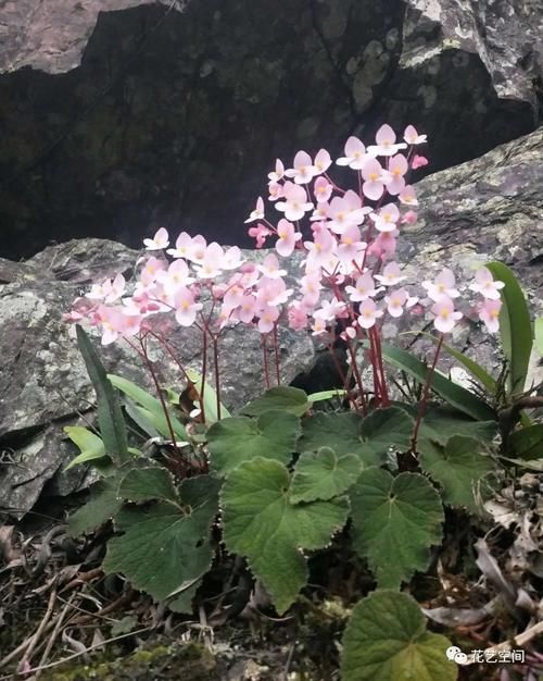 这5种花，从春天开到秋末，随便选一盆放家里，不用管也爆花！