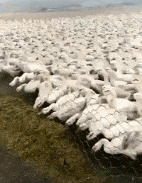 |搞笑GIF:千军万马,这个是真惹不起!