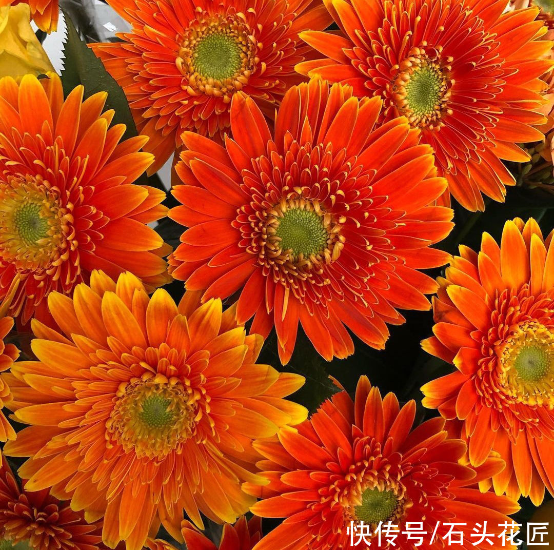 它是“多功能”花卉，可以切花、盆栽、地栽，开花颜值高