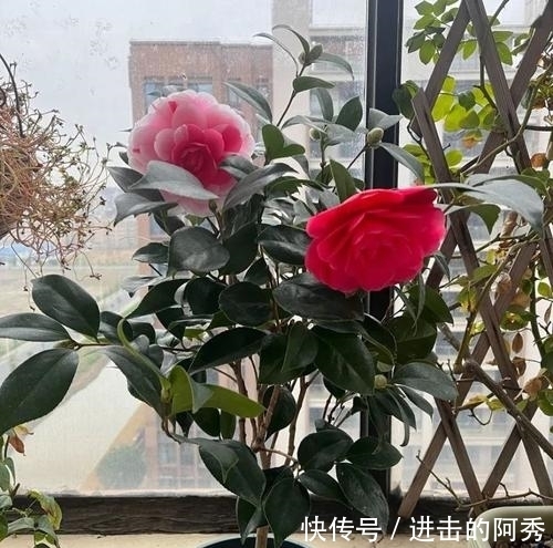 20种“坑人花”,真的很难养,没有三五年的养花经验,别入坑