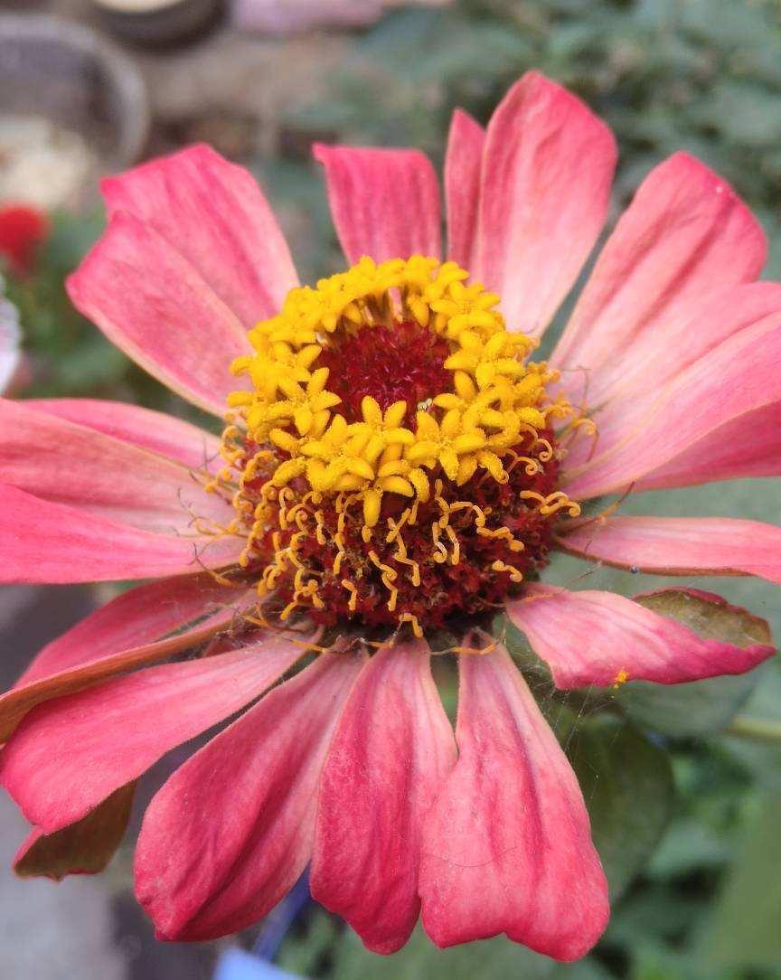 过敏|前方有花粉，花粉过敏者请小心！当然，也有花对你友好