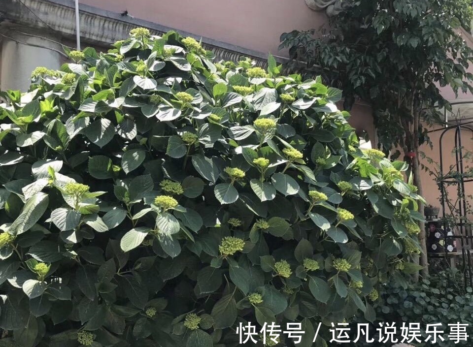 根茎部|5种漂亮花,喜欢“穷养”,挤在破盆里,能养30年