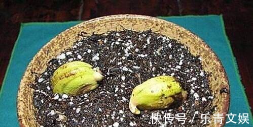 籽儿|两种果子吃完,籽儿撒在花盆里,长出漂亮盆景,一两年枝子挂满果
