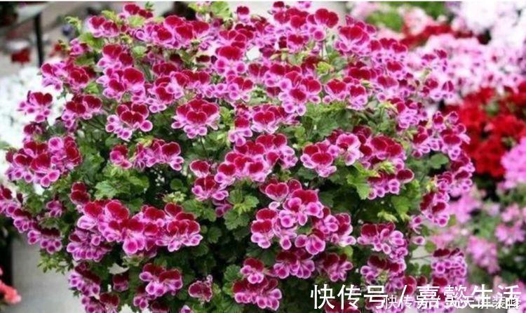 四季|4种花，堪称“开花机器”，365天开不停，养家里，四季有花赏