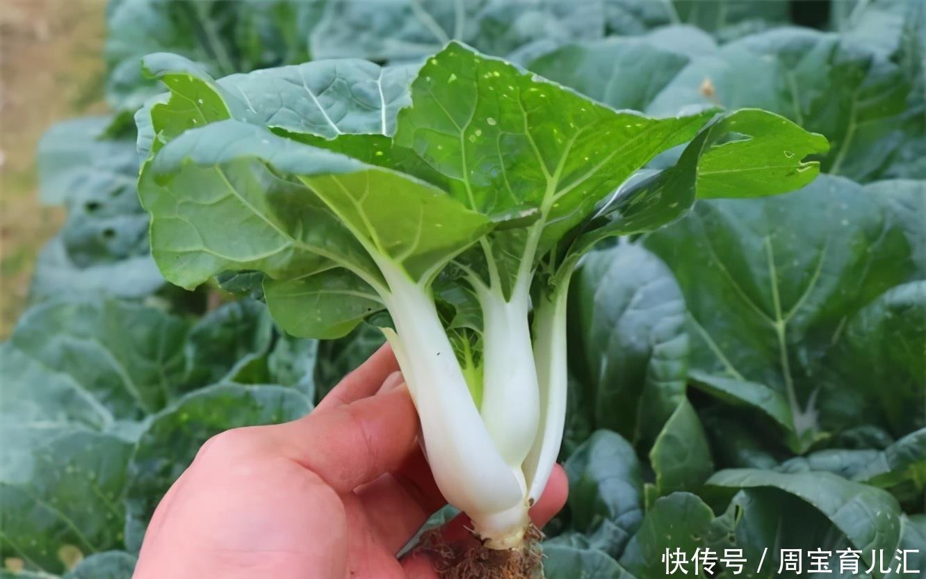 作用|女性爱美,常吃3种食物,排毒护肤,调理气血,祛皱美容