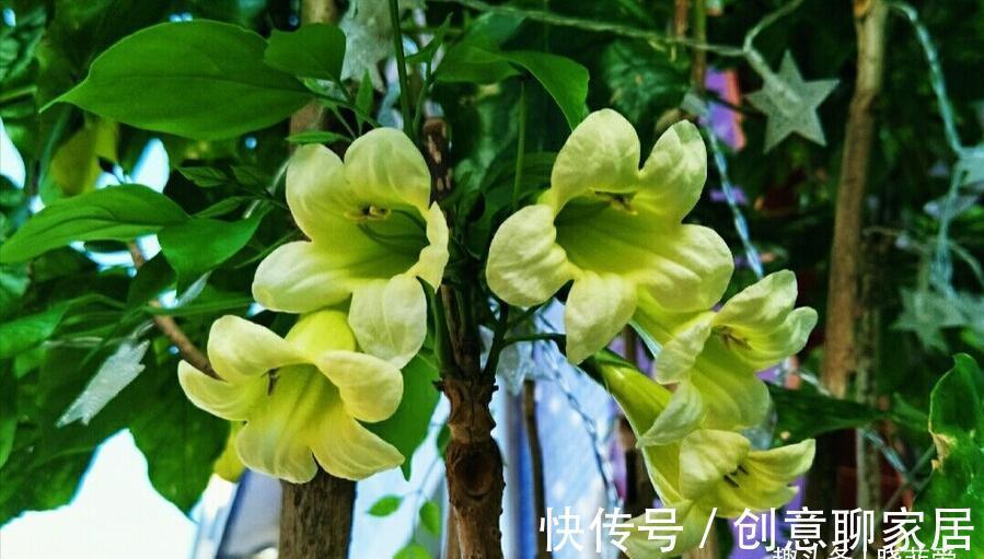金钱树|6种植物,花开富贵“好兆头”,能养开花“不简单”