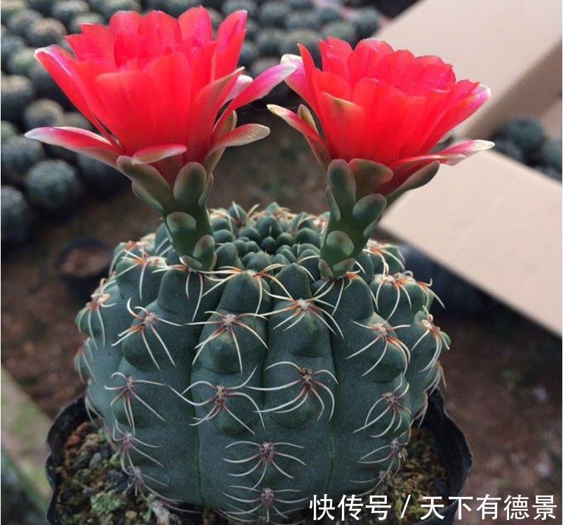花卉|5种“漂亮花”，平时少浇水，旱不死，开花更准时