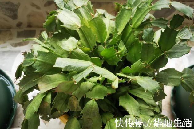 浇水|如何养殖蟹爪兰,让它长得快、开花多、状态好?