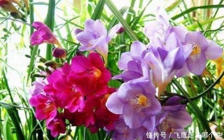 花卉|家里养此款花卉，便宜又好养，不仅花漂亮，还有迷人花香