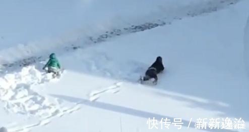 扫把|“佛系奶爸”带娃雪地里打滚火了,奶奶提着扫把还有3秒到达现场