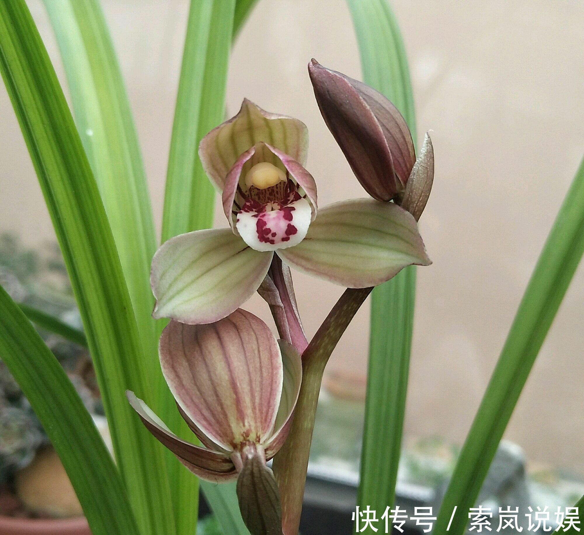 兰花植株根系腐烂而没有根了还能长出来吗兰花新苗上盆焦尖咋办