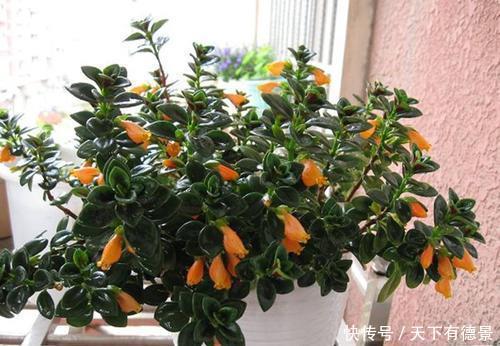 5种漂亮花，吊起来养花开满盆，不占地方，能养几十盆！