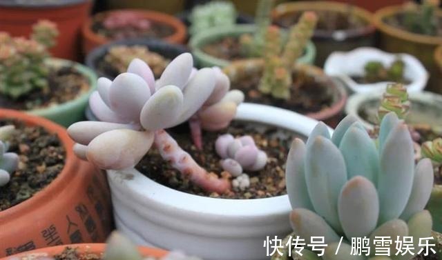 浇水|多肉疯狂爆侧芽这样浇水让它胖成“球”!新手涨姿势了
