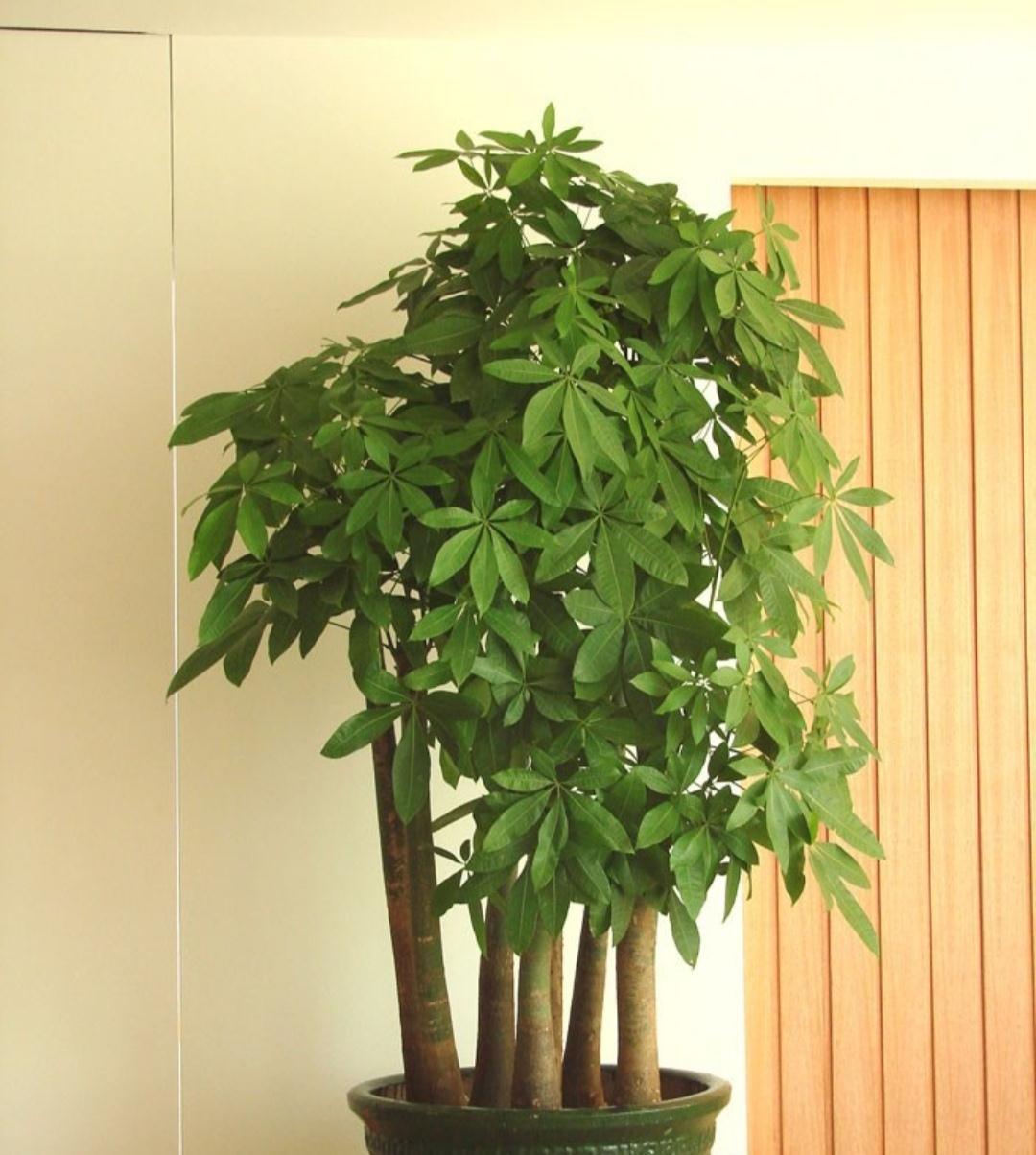 17大吉祥花,客厅有空间一定要养上一盆,好看又好养,养人又旺家