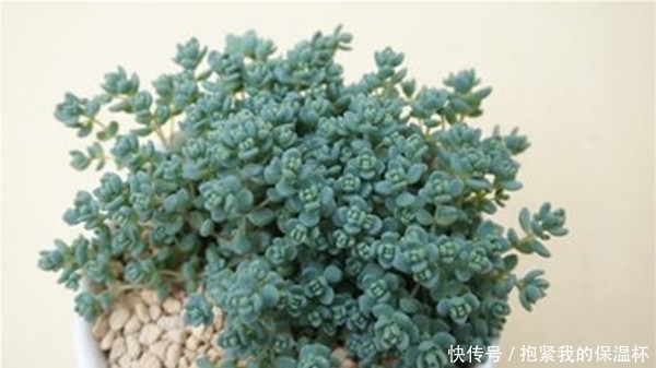 做好这些事，你家的多肉姬星美人不想爆盆，都难了！