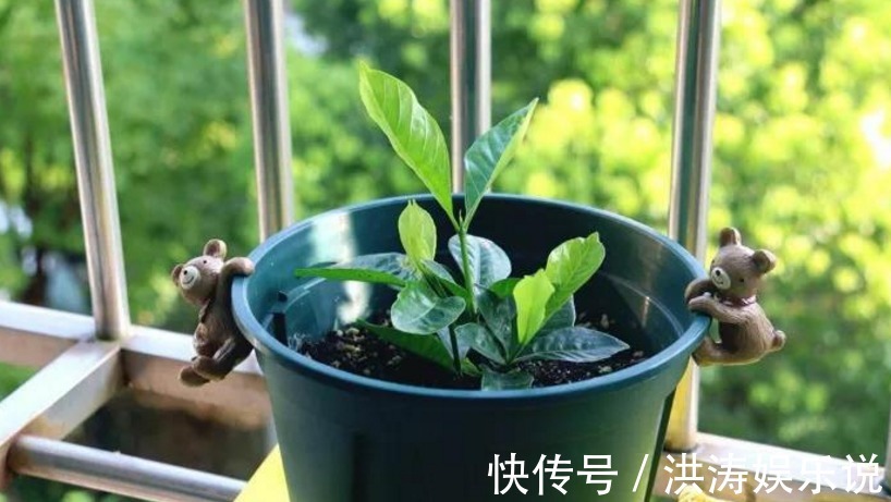 枝条|扦插好方法养花繁殖下一代，试试这3招，简单好使