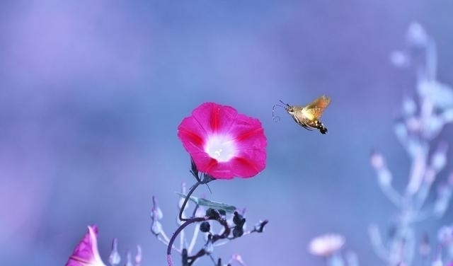 格外|认老乡啦!这6种花你们叫什么?名字土到掉渣,却格外亲切