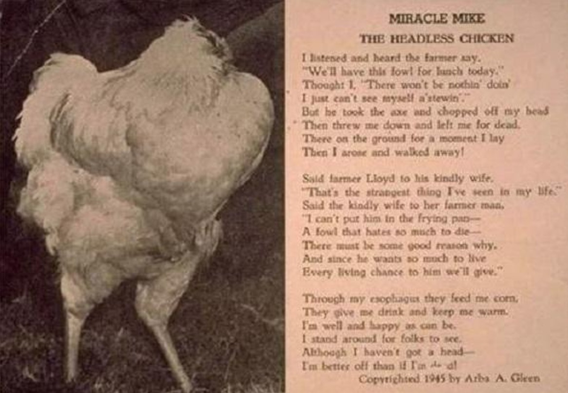 美国无头鸡麦克头被砍掉,却活了18个月,还在全国巡演