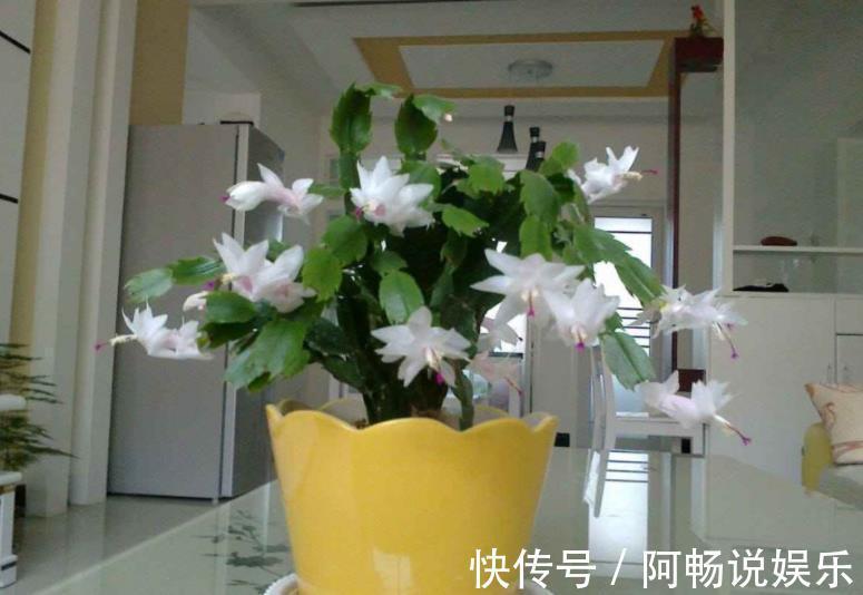 养花想盆栽土越来越肥沃，想不年年换土，隔3个月添些它就搞定