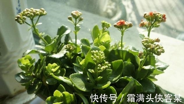 土质|除了手动翻土,还能通过“加点料”改善土质,解决土壤板结困扰