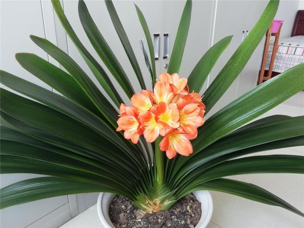 非常适合君子兰的肥料,让君子兰绿油油开花多!