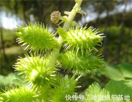 预防感冒|经常感冒咳嗽,常用此物泡,通鼻窍预防感冒,腰不酸了,腿不疼了