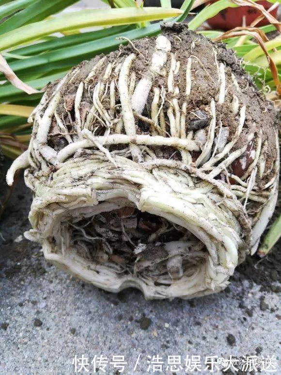 花友|用好3招，吊兰马上抽条长新叶，还呼呼开花！