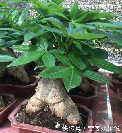 管理|盆栽发财树如何做好日常管理掌握4点,黄叶烂根也能救回来