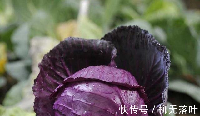 紫甘蓝|想要身材好，合理膳食很重要，今天教大家做健身餐“低脂三明治”！