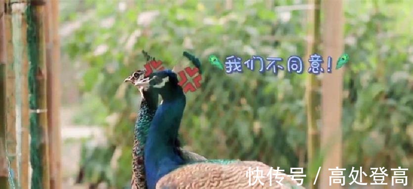 周迅|《向往的生活》变味！周迅上节目不忘带私货