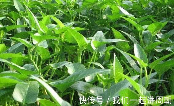 胜过|糖尿病的“天然克星”, 坚持吃血糖一降一个准, 胜过打胰岛素!