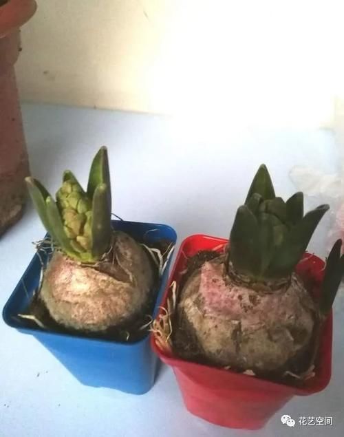 土培|这三种花不是一次性花,开花一次接一次,“手欠”扔掉太可惜!