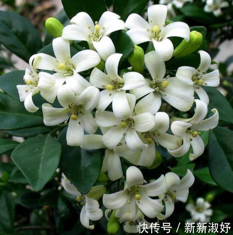 月季|几种花养家里，谁见了都喜欢，第二种已经被迷住了！