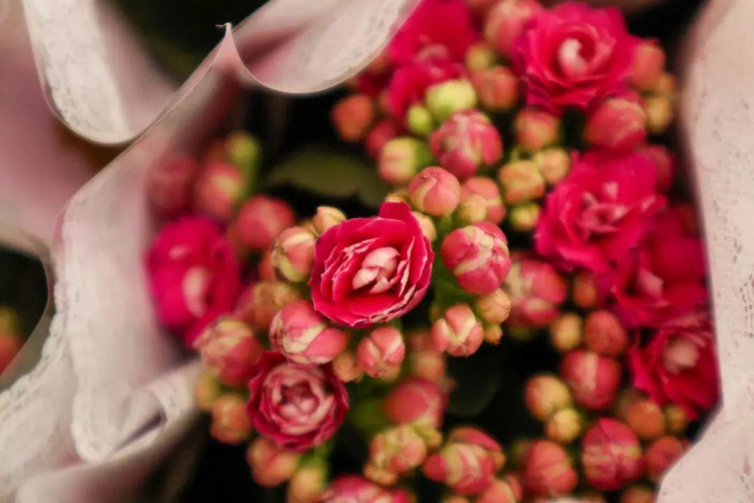 长寿花|9月后就养这些花,比绿萝好养,疯狂开花到明年!