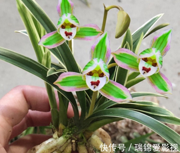 建兰“帝王妃”，花姿优雅，叶带金边，浓香型盆栽里的上上品