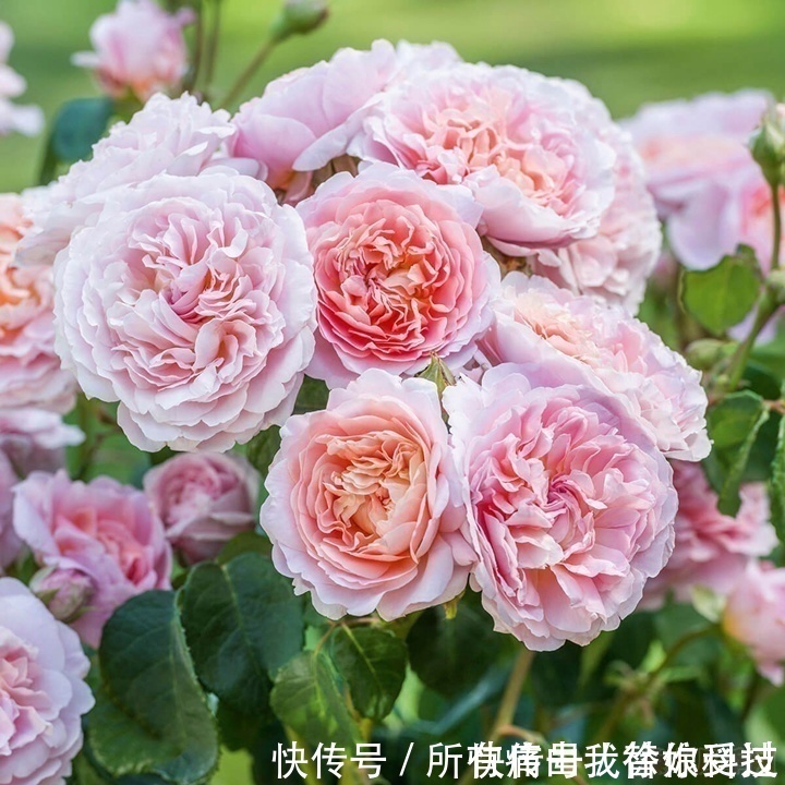 四季|3种花谁养谁喜欢,漂亮不输牡丹,可盆栽种植,四季开花