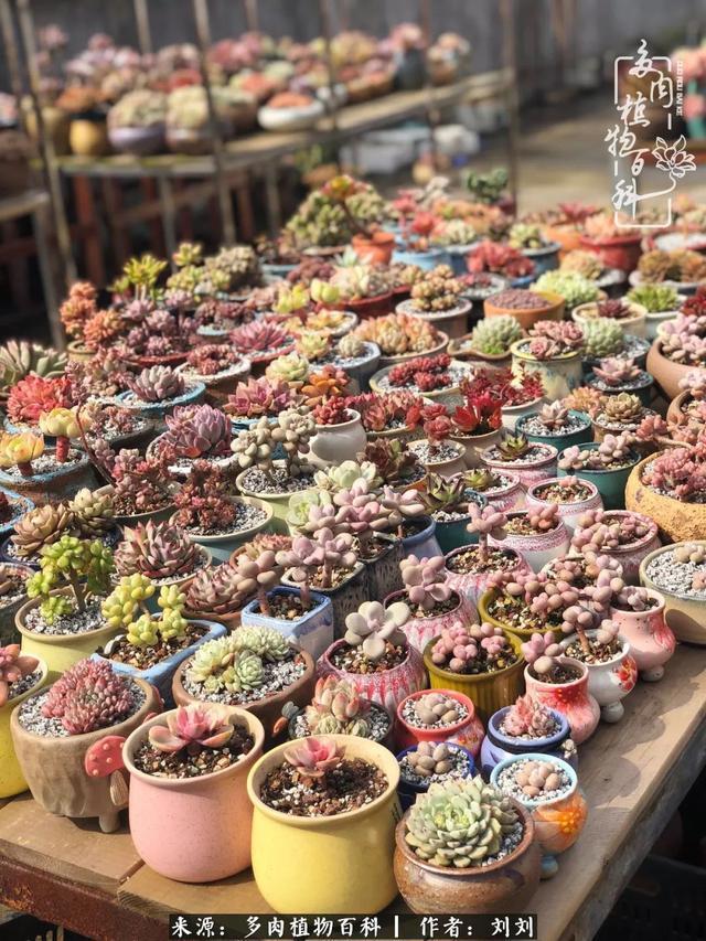 爱多肉,爱生活,我们是一群快乐的养肉人!