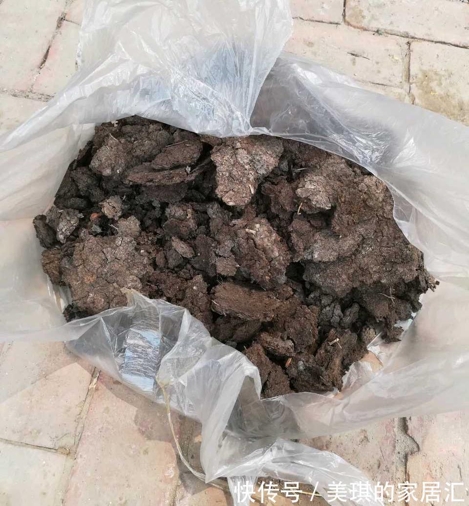 肥料|秋天，家里这4种花要施肥了，盆土更肥沃，枝叶多花更多