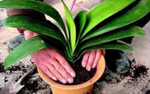 养君子兰、吊兰，就要自制营养土！叶子油绿开花快