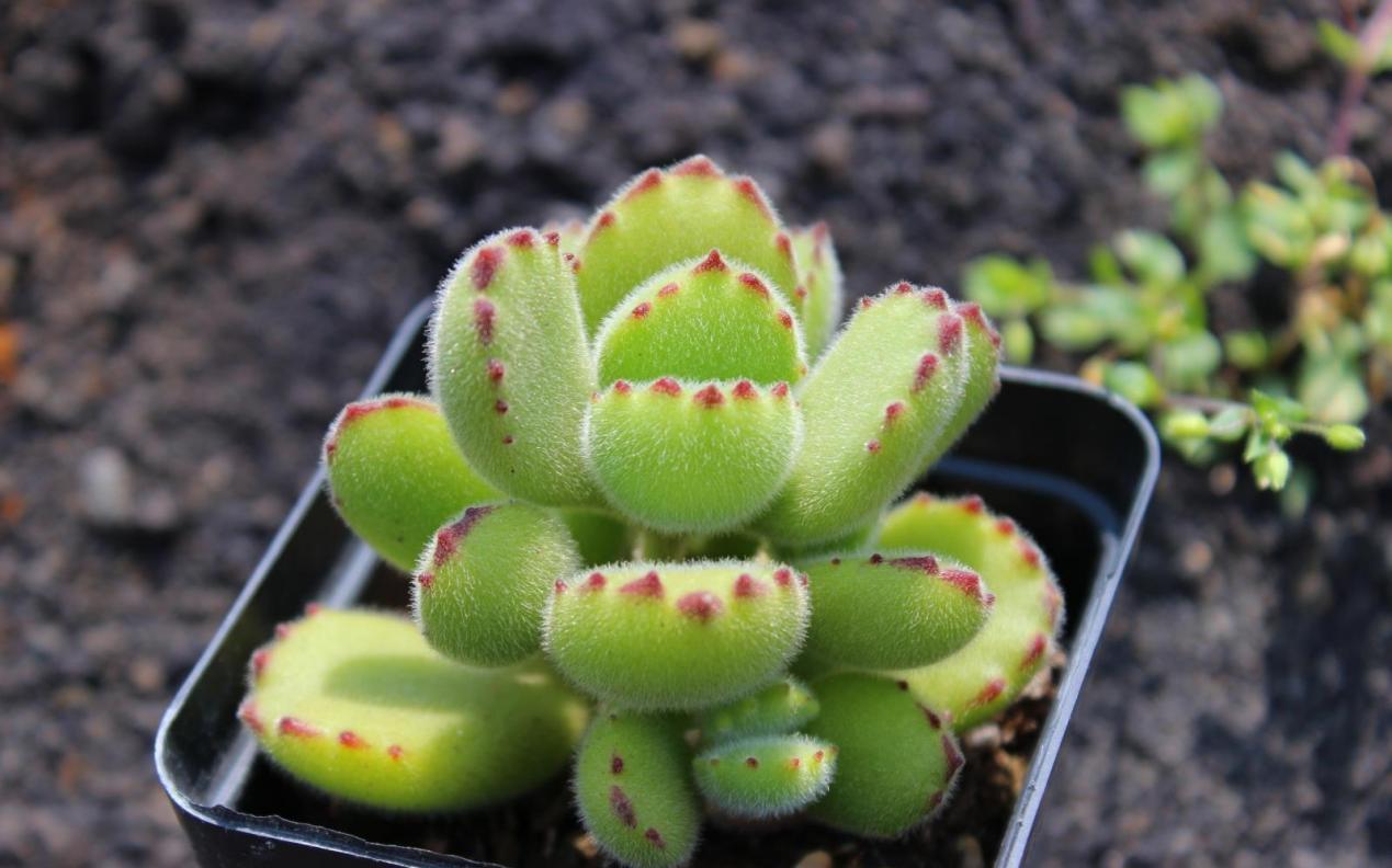 该如何看护多肉熊童子?从这6方面下手准没错