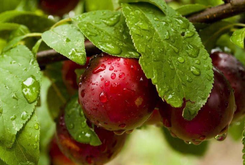 寒性体质|便秘别用开塞露了,常吃这几种食物,排出黑臭宿便,赶走老便秘