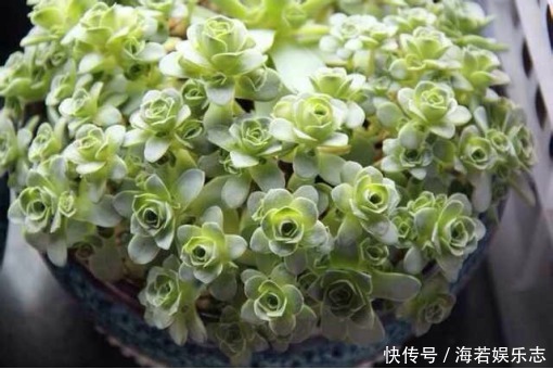 休眠期|夏天多肉养不活那是你没找对方法，学一招帮它度过休眠期！