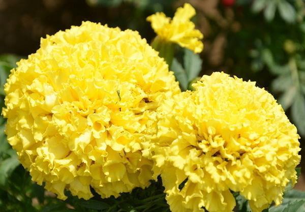  4种花超漂亮的，是花卉中的佼佼者，好养易活颜值高