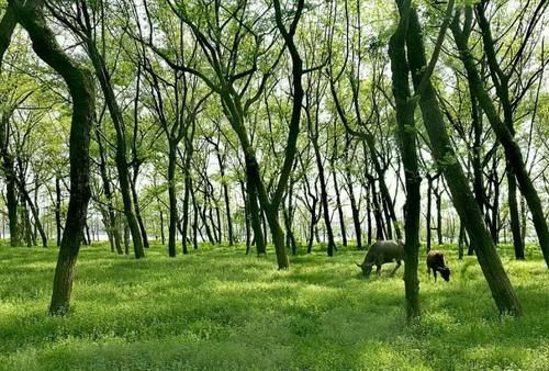 富春江边的一颗“绿宝石”，春天有上千亩油菜花，可体验田园风光