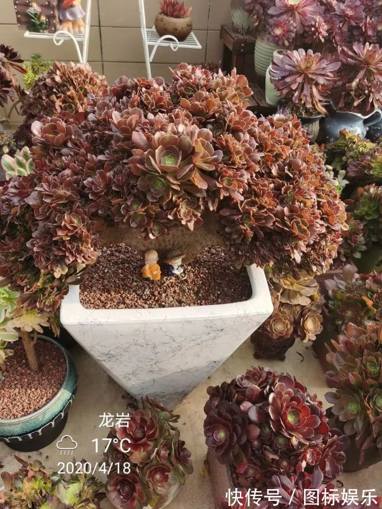 遇见,是一生!遇见多肉,是我的余生和全部!