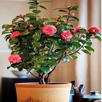 冬天只养这2种“花”,尤其是第2种,零下8℃也能活