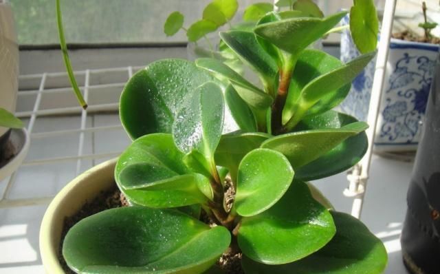 它叫“小家碧玉”，懒人轻易“养不死”，客厅养一盆，净化空气