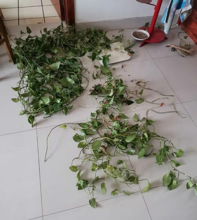 叶子|嫌花长的丑,趁现在砍头,满盆都是新叶子!