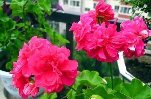 老公不顾反对买二楼的房子,完工后多出一个小花园,邻居都羡慕