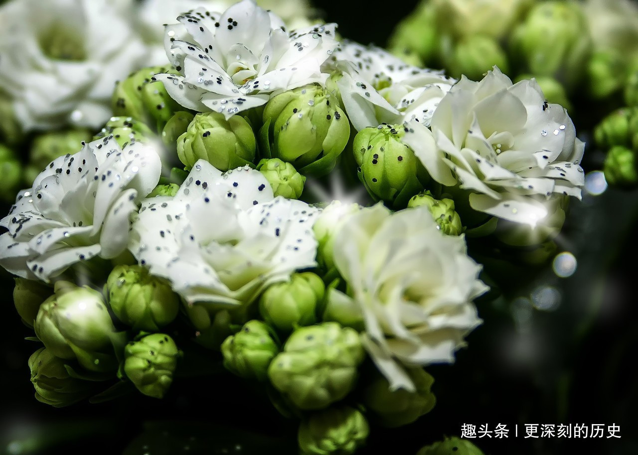 此花是长寿的花,自古以来受我国人追捧,被视为长岁百命的吉祥花